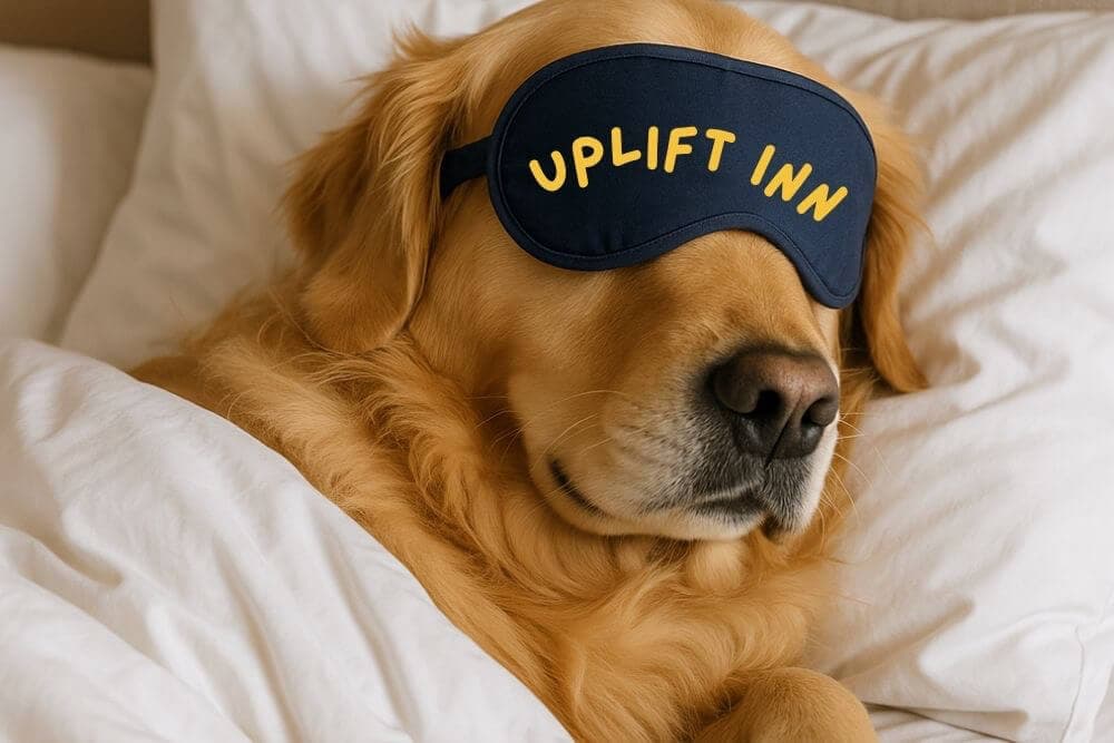 A golden retriever wearing a sleep mask lies comfortably in bed.